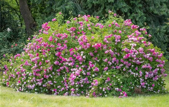 Historische Rosen – Schönheit mit einer langen Geschichte