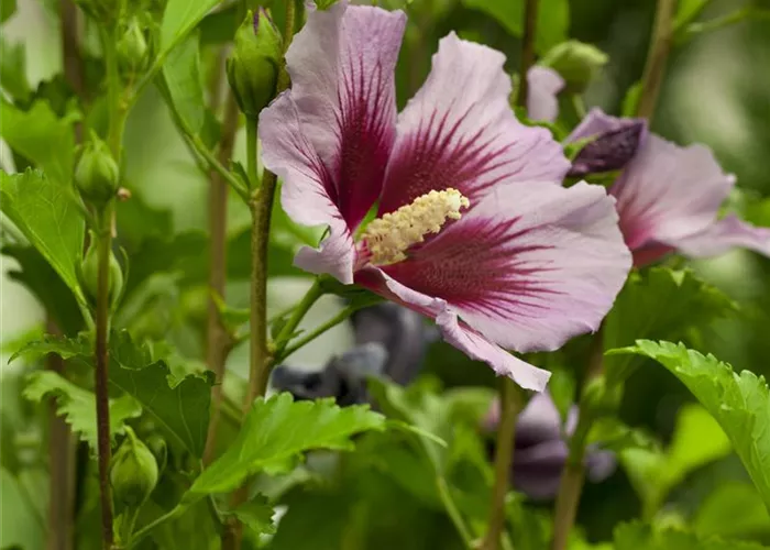 Der Hibiskus, ein großartiges Mitglied im Garten-Ensemble