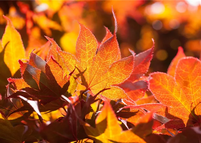 Der herbstliche Garten schön in Form