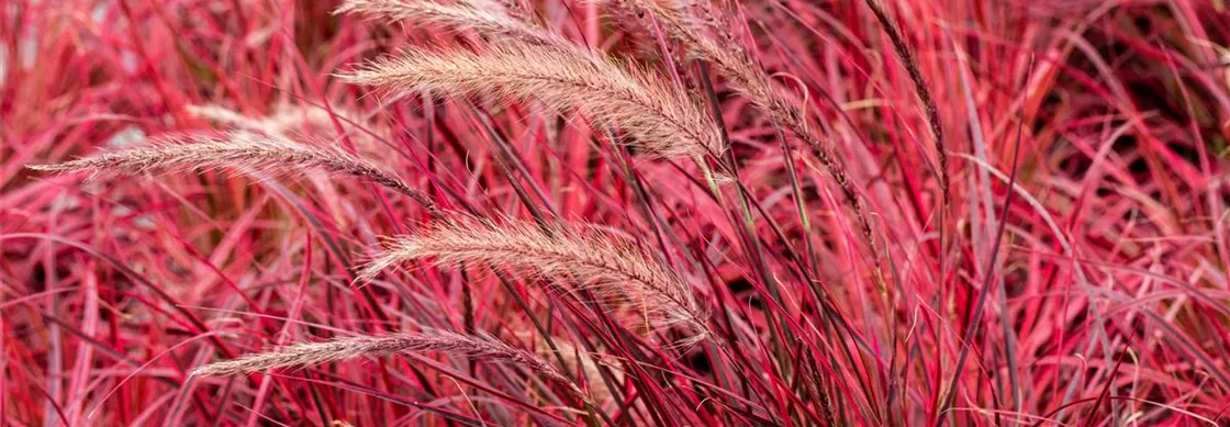 Pennisetum setaceum 'Fireworks'(s)