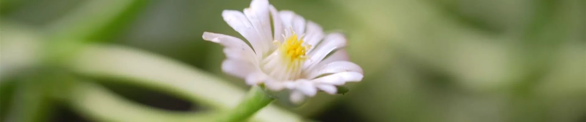 Kriechende Mittagsblume - Einpflanzen im Garten (Thumbnail).jpg