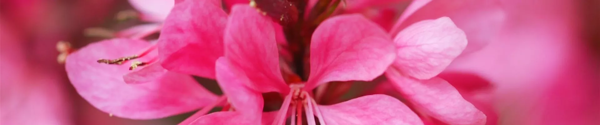 Prachtkerze - Einpflanzen im Garten (Thumbnail).jpg