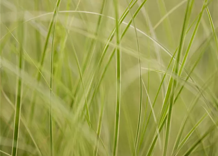 Auf die Feinheiten kommt es an: wie Gräser den Garten aufwerten