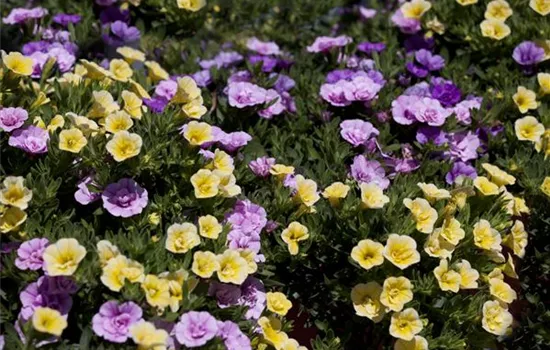 Farbe bekennen macht im Garten richtig Spaß!