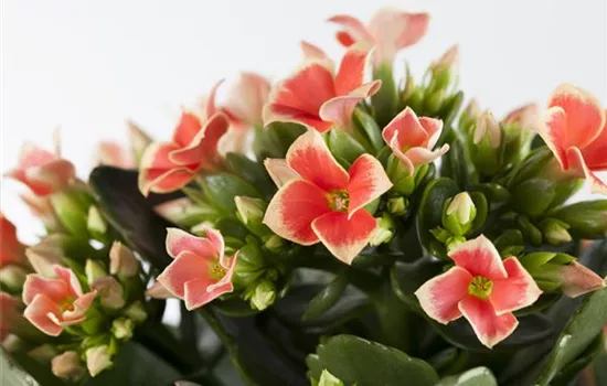 Die Kalanchoe - unsterbliche Schönheit