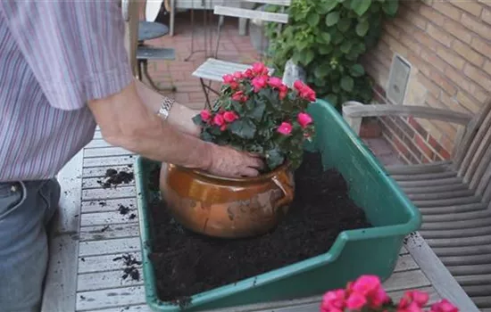 Blumenkübel - Bepflanzen mit mehreren Sommerblumen